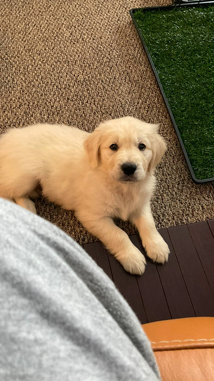 Ian is registered to the contest to win money with this photo: beige, canidae, carnivore, comfort, companion_dog, dog, dog_breed, fawn, flooring, fur, mammal, puppy, retriever, snout, sporting_group, vertebrate, working_animal, working_dog