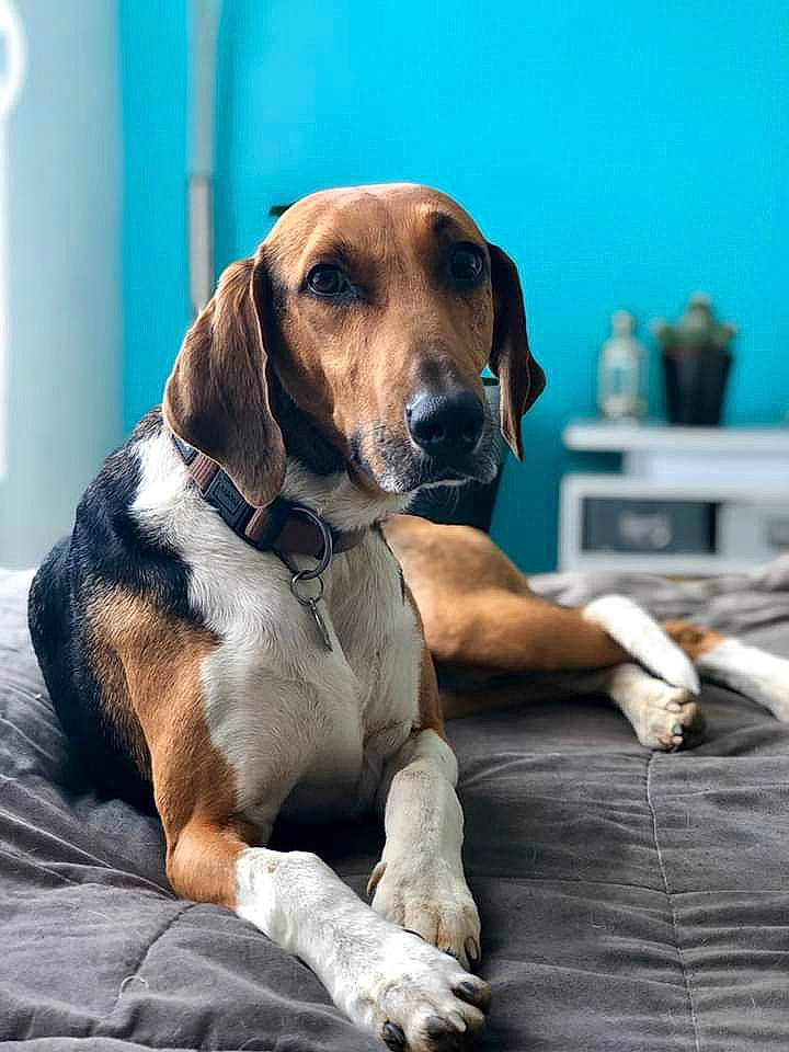 Tina a rejoint le concours — aidez-le/la à gagner de superbes lots ! american_foxhound, beagle_harrier, canidae, carnivore, companion_dog, coonhound, dog, dog_breed, english_coonhound, estonian_hound, finnish_hound, harrier, hound, mammal, rare_breed_dog, scent_hound, snout, treeing_walker_coonhound, tyrolean_hound, vertebrate