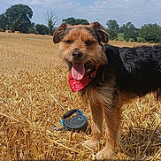 Ryo participe au concours pour gagner de l'argent avec cette photo : dog, bandana, tongue_out, wheat_field, outdoor, sky, clouds, nature, grass, pet, animal, brown_fur, black_fur, happy, summer, daylight, canine, standing, rural, landscape