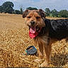 dog, bandana, tongue_out, wheat_field, outdoor, sky, clouds, nature, grass, pet, animal, brown_fur, black_fur, happy, summer, daylight, canine, standing, rural, landscape