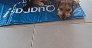 Ryo participe au concours pour gagner de l'argent avec cette photo : dog, puppy, lying_down, blue_mat, tile_floor, indoor, wood_furniture, pet, resting, brown_black_fur, small_dog, canine, domestic_animal, calm, floor, animal, cute, companion, relaxed, home
