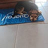 dog, puppy, lying_down, blue_mat, tile_floor, indoor, wood_furniture, pet, resting, brown_black_fur, small_dog, canine, domestic_animal, calm, floor, animal, cute, companion, relaxed, home