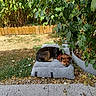 Ryo participe au concours pour gagner de l'argent avec cette photo : dog, sleeping, outdoor, cushion, greenery, leaves, grass, wooden_fence, sunlight, shadow, pet, nature, relaxing, garden, small_dog, red_collar, resting, peaceful, plant_pot, ground