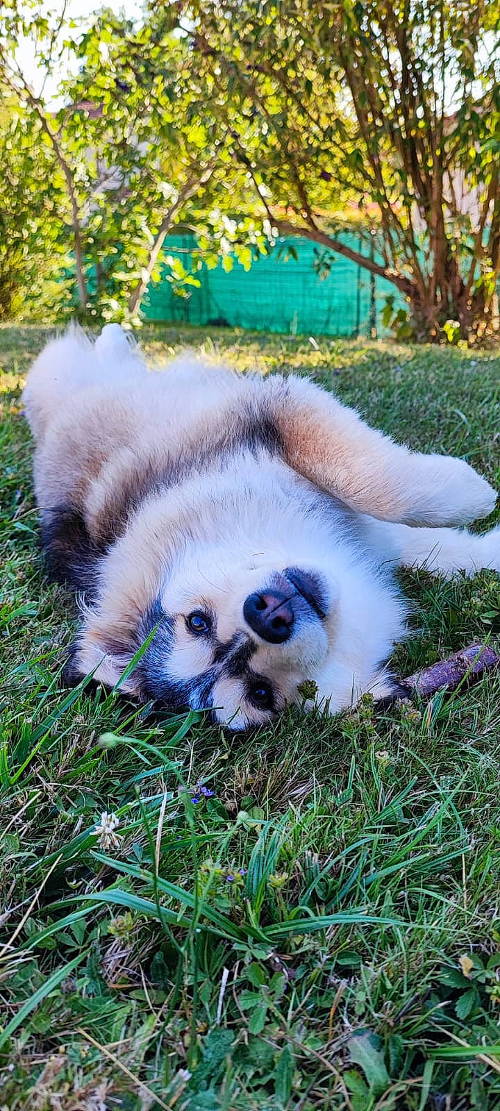 Tsuki a rejoint le concours — aidez-le/la à gagner de superbes lots ! canidae, carnivore, companion_dog, dog, dog_breed, fawn, felidae, fur, grass, groundcover, non_sporting_group, plant, primate, snout, sporting_group, tail, terrestrial_animal, tree, whiskers, wildlife