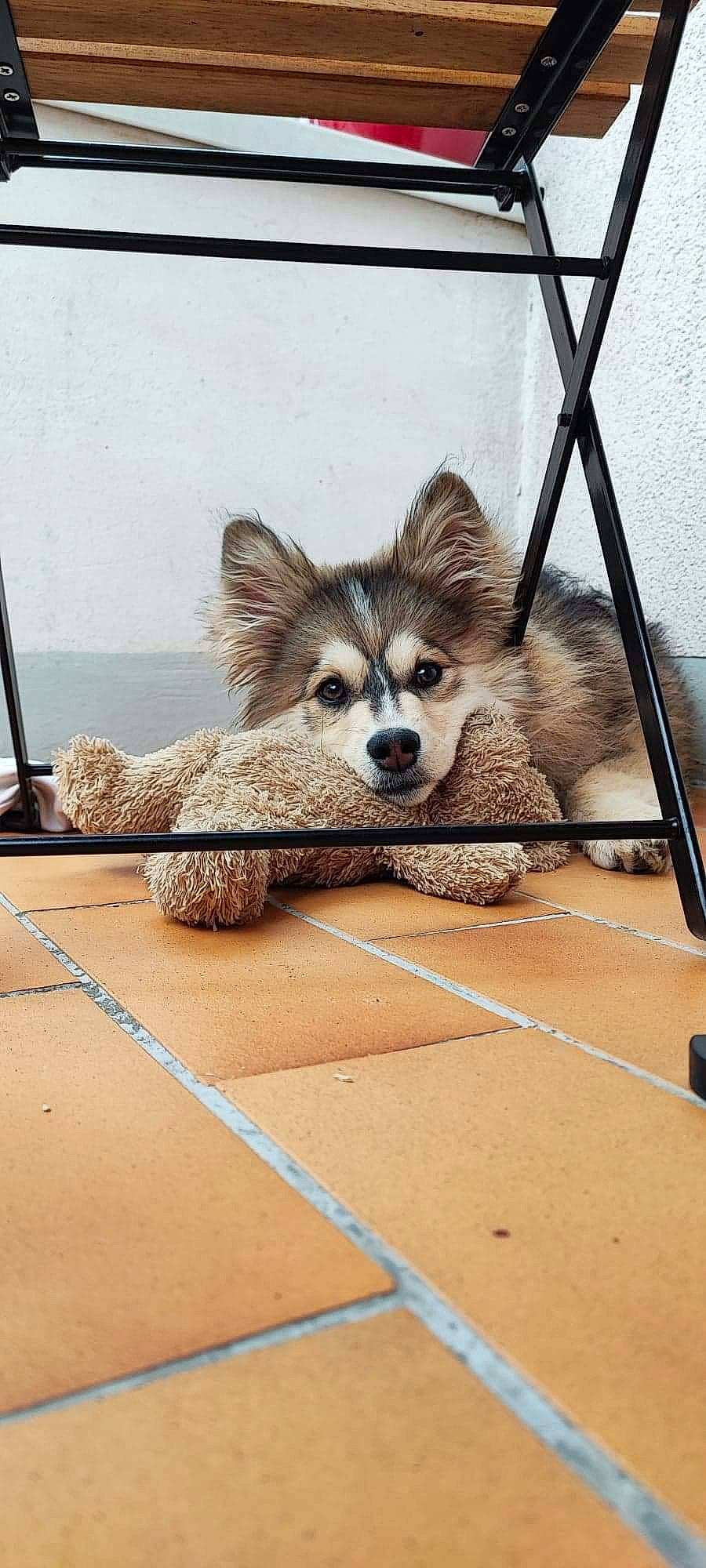 Tsuki a rejoint le concours — aidez-le/la à gagner de superbes lots ! canidae, carnivore, companion_dog, corgi_chihuahua, dog, dog_breed, dog_supply, fawn, flooring, fur, metal, paw, pet_supply, sporting_group, tail, terrestrial_animal, toy_dog, whiskers, wildlife, wood