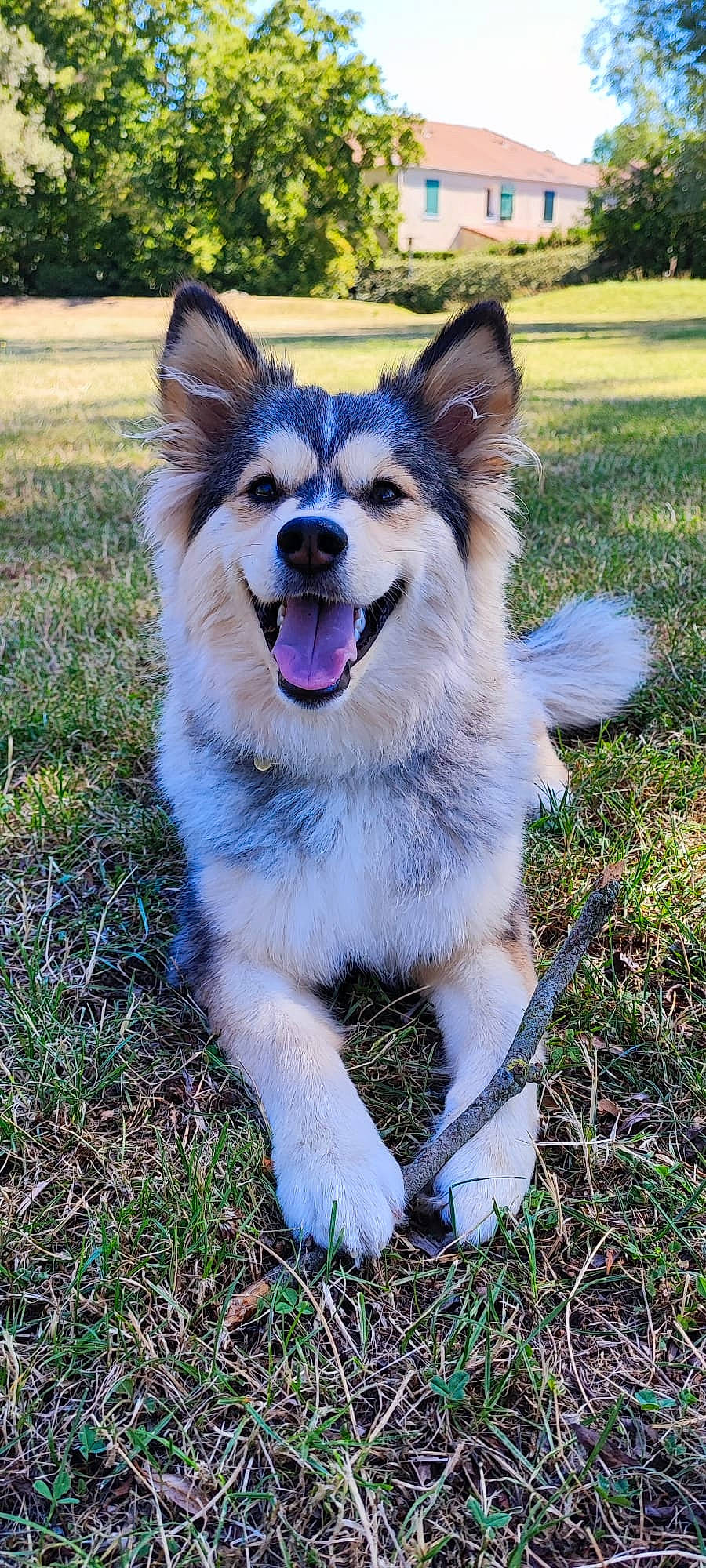 Tsuki a rejoint le concours — aidez-le/la à gagner de superbes lots ! ancient_dog_breeds, canidae, carnivore, collar, companion_dog, dog, dog_breed, fang, fawn, fur, grass, plant, snout, sporting_group, tail, terrestrial_animal, tree, whiskers, working_animal, working_dog