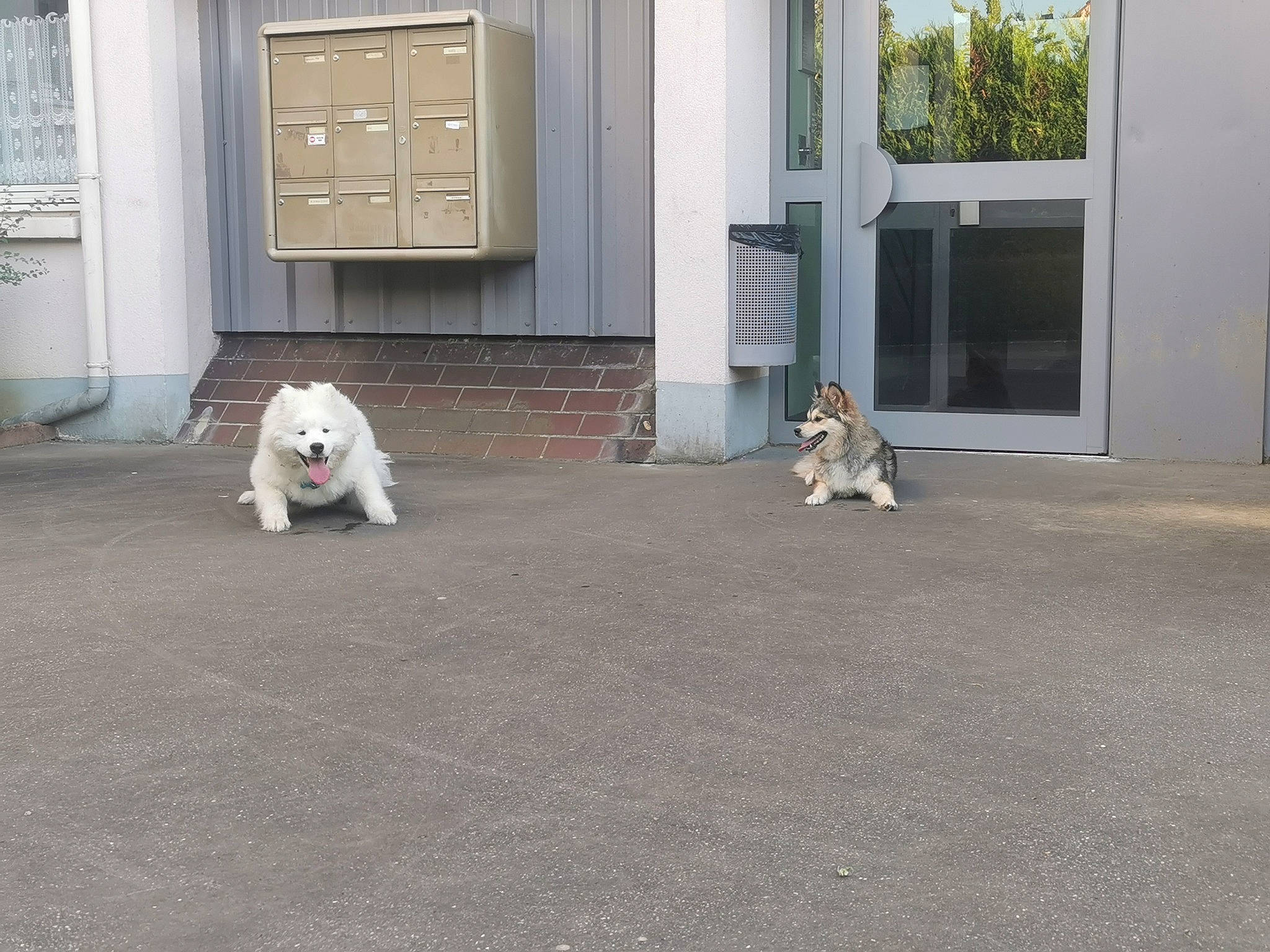 Tsuki participe au concours pour gagner de l'argent avec cette photo : asphalt, building, carnivore, companion_dog, dog, dog_breed, door, fawn, floor, flooring, grass, home_door, house, road_surface, sidewalk, siding, snout, sporting_group, tail, wood