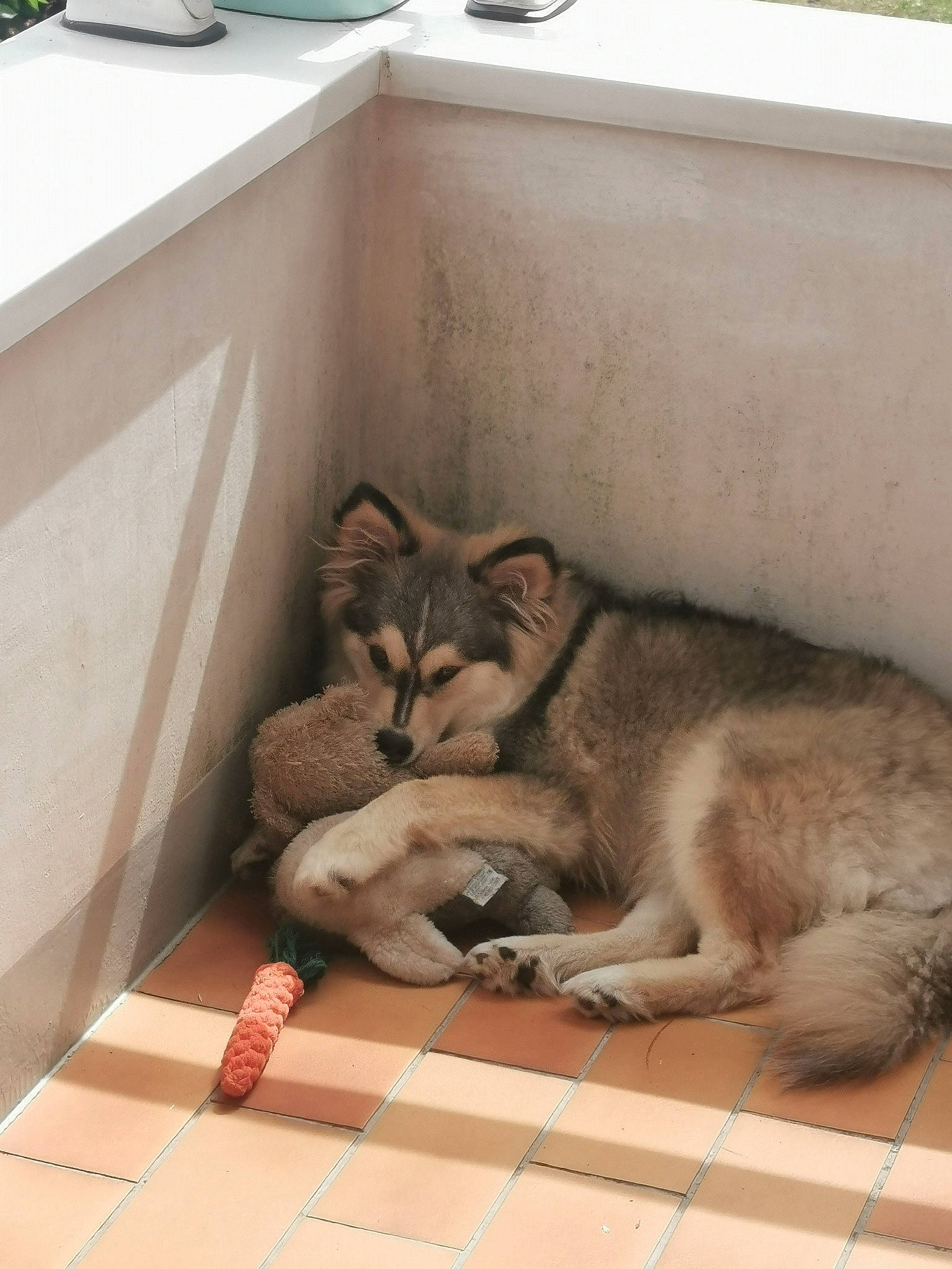 Tsuki participe au concours pour gagner de l'argent avec cette photo : canidae, carnivore, cat, comfort, companion_dog, dog_breed, domestic_short_haired_cat, fawn, felidae, flooring, fur, hardwood, paw, small_to_medium_sized_cats, snout, tail, terrestrial_animal, whiskers, window, wood