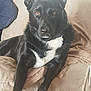 dog, black_dog, pet, animal, indoor, brown_eyes, white_chest, blanket, furniture, resting, portrait, canine, companion, relaxed, ears_up, looking_at_camera, comfort, home, person_partial, couch