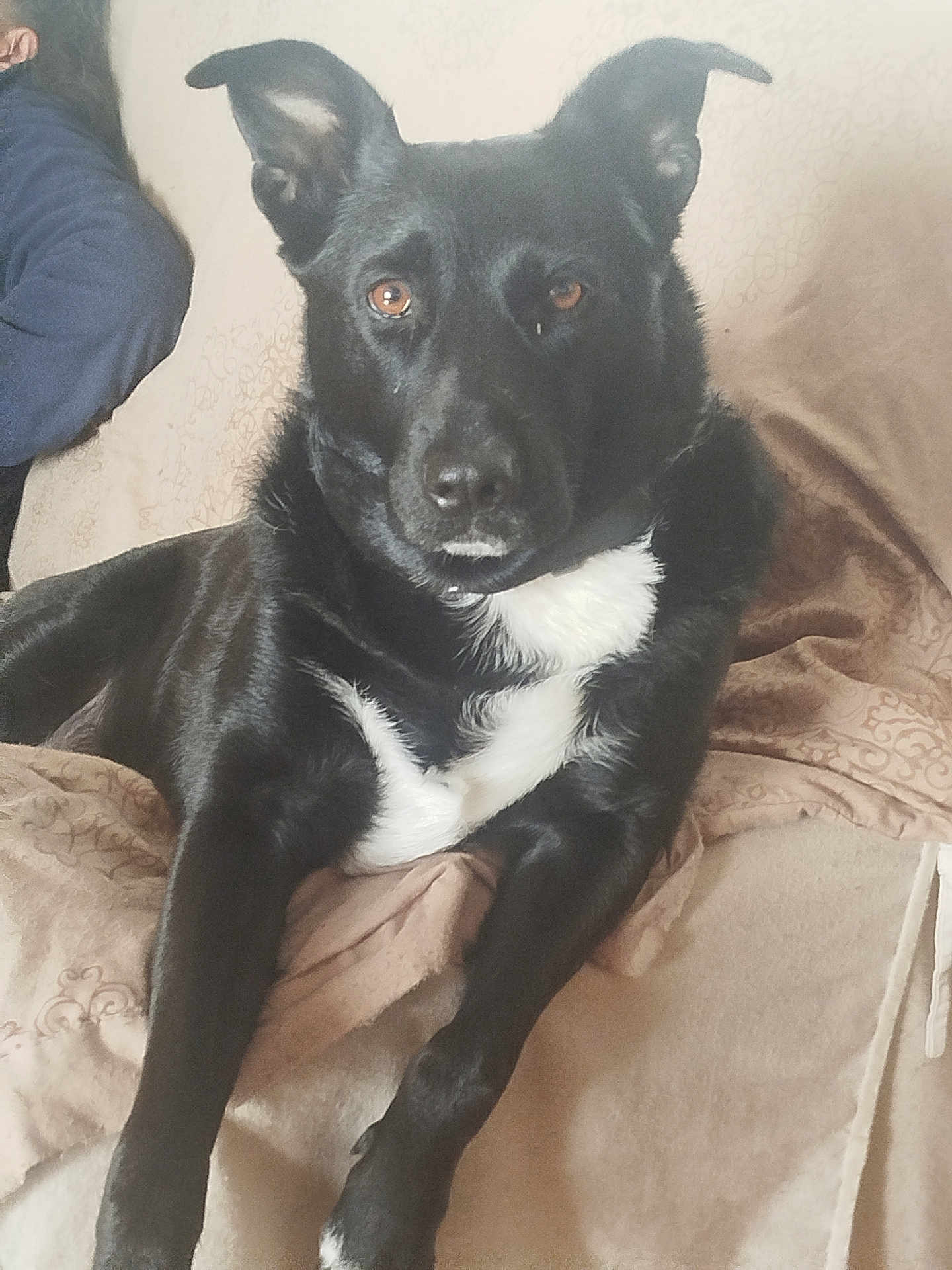 Heyley a rejoint le concours — aidez-le/la à gagner de superbes lots ! dog, black_dog, pet, animal, indoor, brown_eyes, white_chest, blanket, furniture, resting, portrait, canine, companion, relaxed, ears_up, looking_at_camera, comfort, home, person_partial, couch