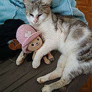 Tigris participe au concours pour gagner de l'argent avec cette photo : animal, blanket, cat, clothing, couch, cushion, face, furniture, hardwood, hat, head, kitten, manx, person, pet, photography, plush, portrait, toy, wood