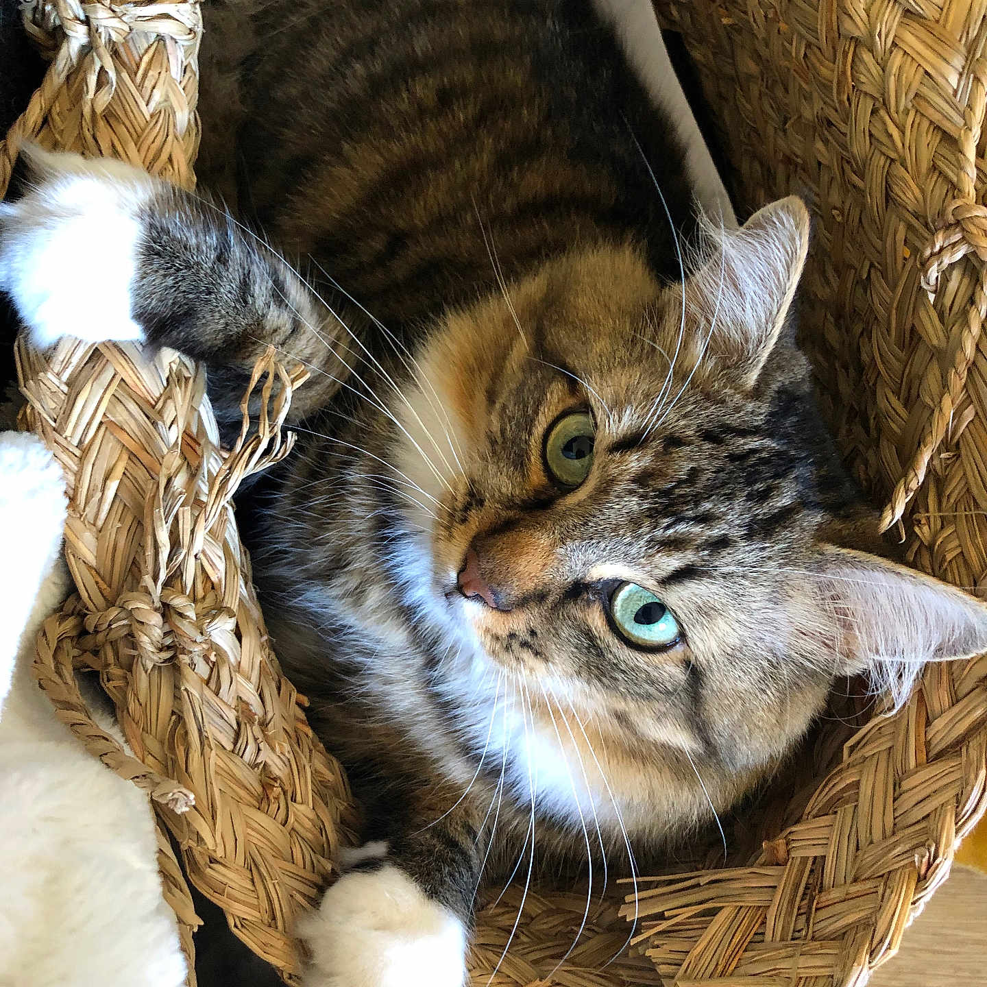 Réglisse participe au concours pour gagner de l'argent avec cette photo : abyssinian, animal, armchair, basket, bed, cat, chair, countryside, furniture, hardwood, kitten, manx, nature, outdoors, pet, straw, wood