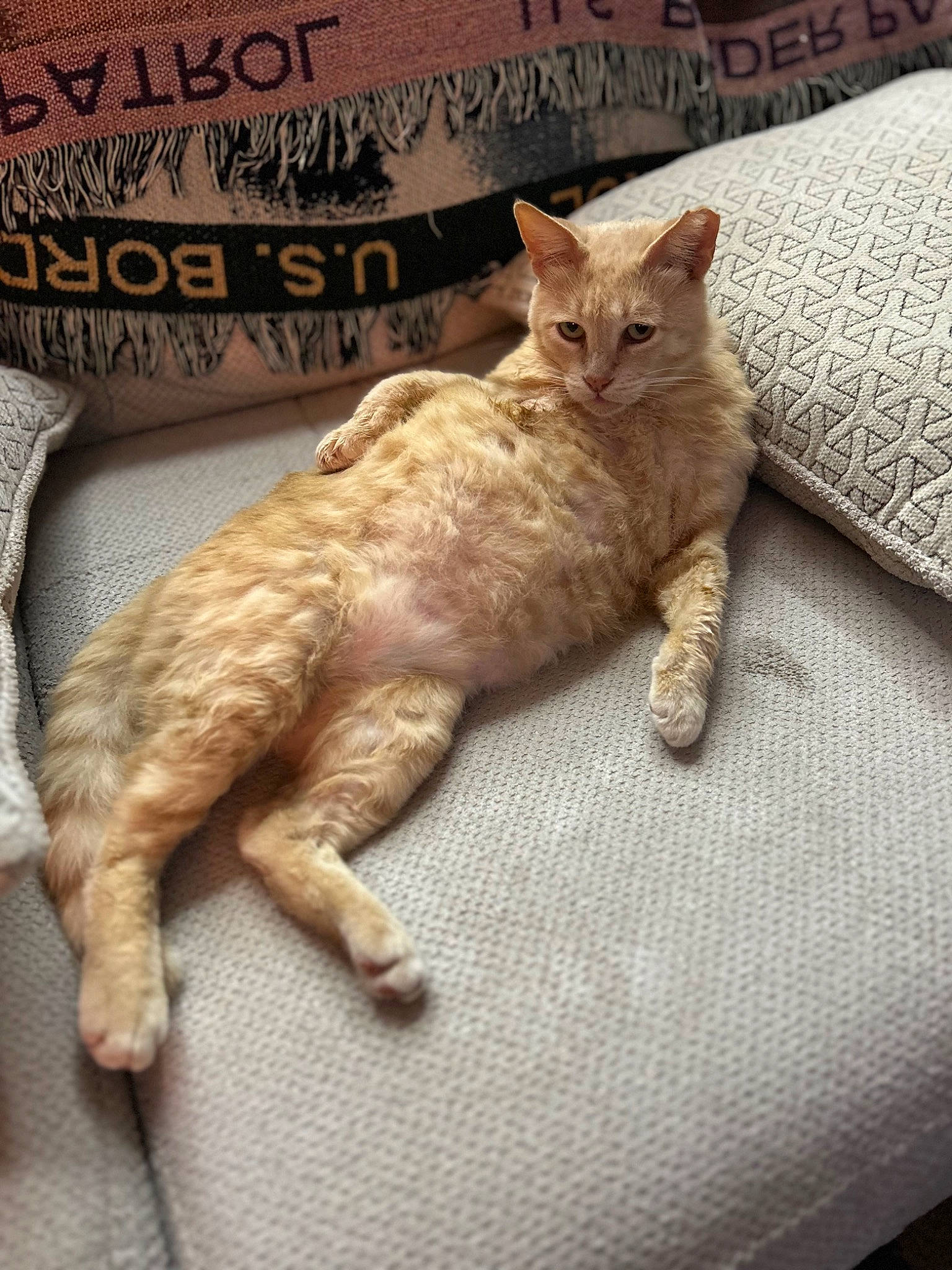 Donald is registered to the contest to win money with this photo: carnivore, cat, claw, comfort, domestic_short_haired_cat, fawn, felidae, font, fur, gesture, linens, paw, photo_caption, small_to_medium_sized_cats, snout, tail, terrestrial_animal, whiskers, wood