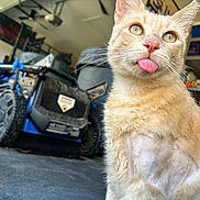Donald is registered to the contest to win money with this photo: animal, blurred_background, cat, close_up, cute, domestic_animal, equipment, floor, funny_face, fur, garage, indoor, lawn_mower, orange_cat, pet, playful, shelf, storage, tongue_out, whiskers
