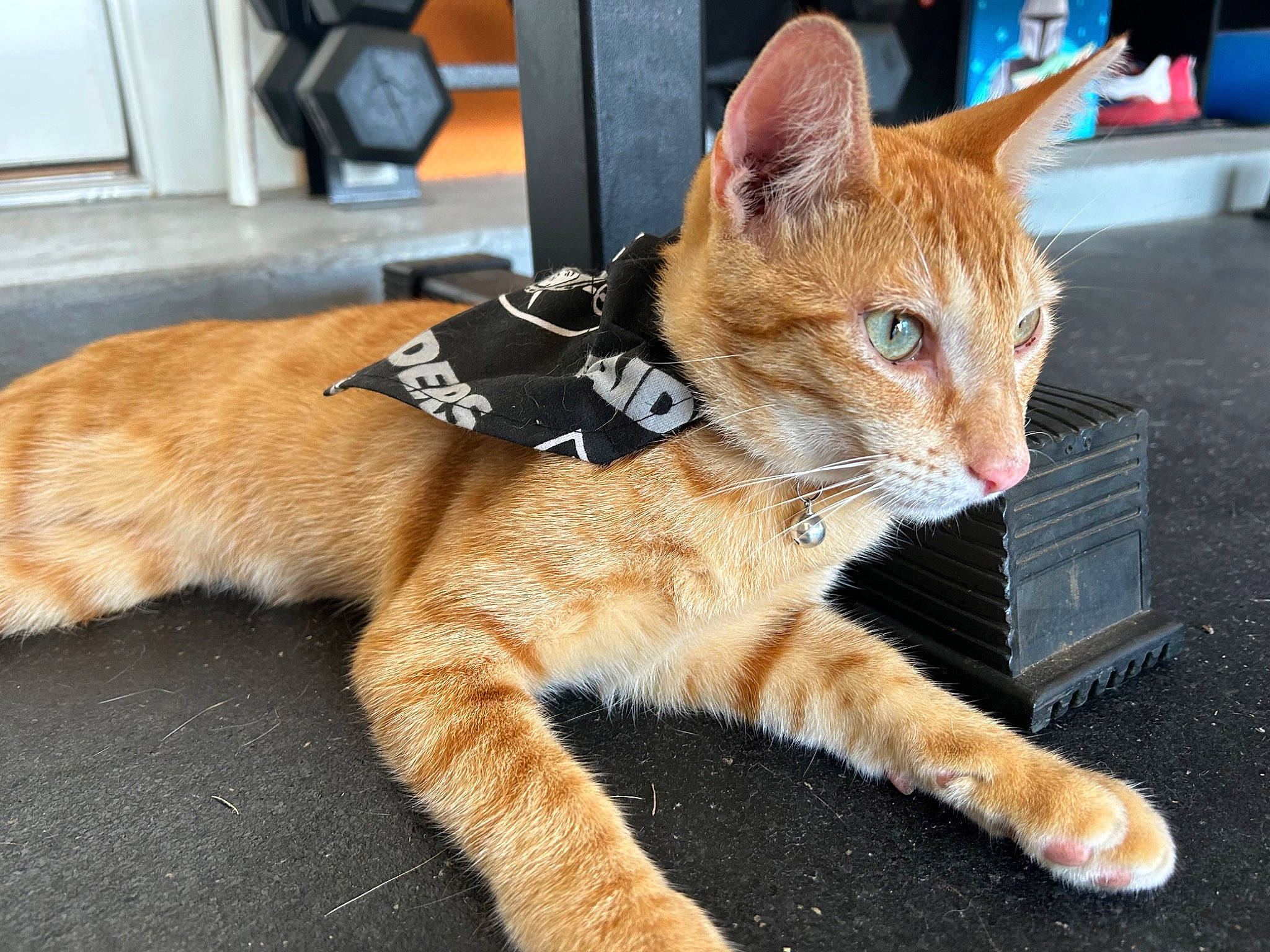 Lannister is registered to the contest to win money with this photo: carnivore, cat, claw, domestic_short_haired_cat, fawn, felidae, foot, fur, paw, sitting, small_to_medium_sized_cats, snout, tail, terrestrial_animal, whiskers, wildlife