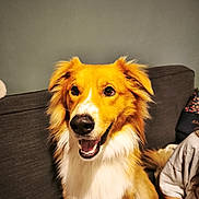 Norbert a rejoint le concours — aidez-le/la à gagner de superbes lots ! dog, golden, white, smiling, pet, indoor, couch, fur, happy, canine, animal, portrait, sitting, domestic_animal, companion, friendly, face, ears, mouth, tongue