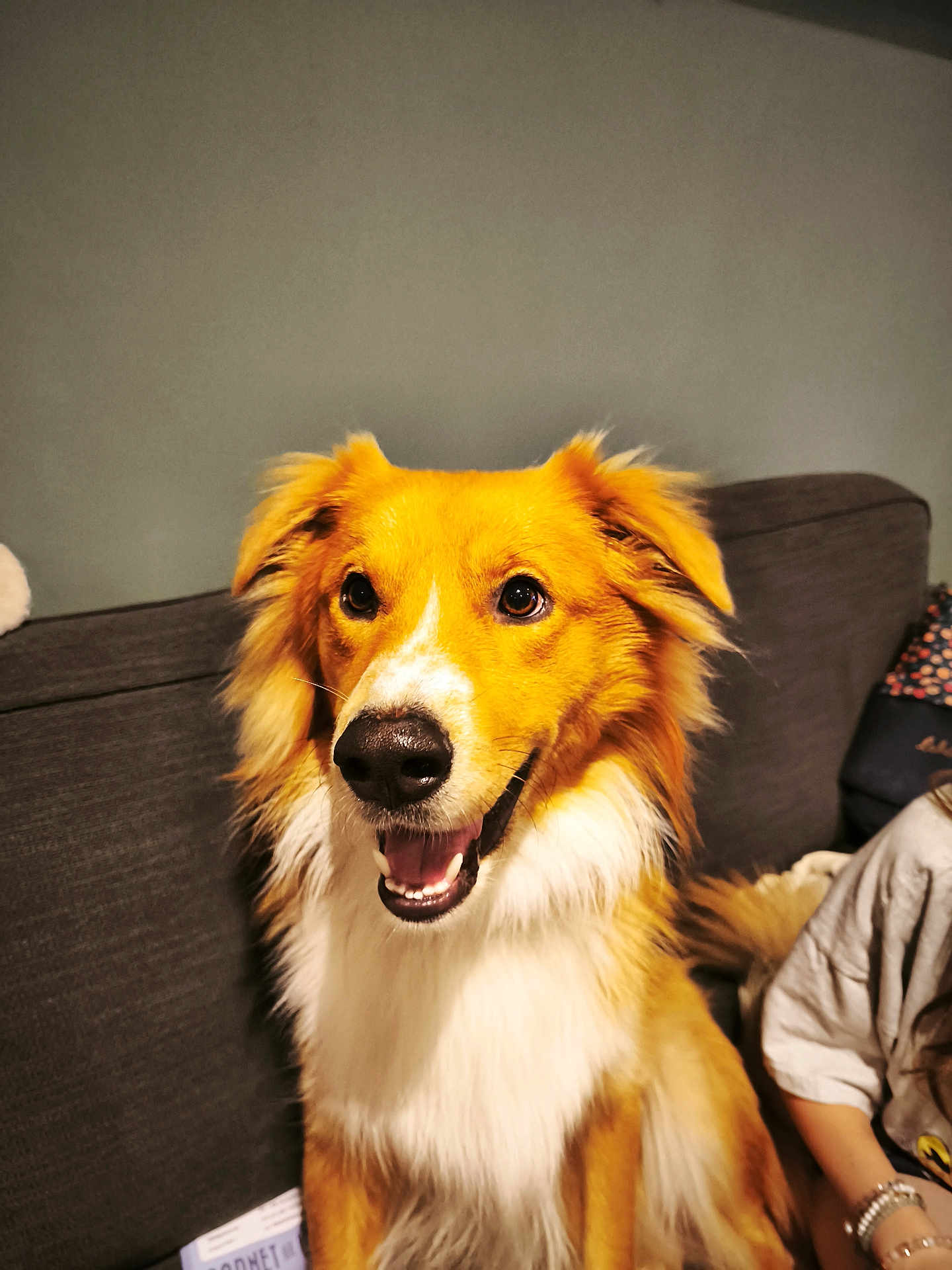 Norbert a rejoint le concours — aidez-le/la à gagner de superbes lots ! dog, golden, white, smiling, pet, indoor, couch, fur, happy, canine, animal, portrait, sitting, domestic_animal, companion, friendly, face, ears, mouth, tongue