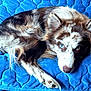 dog, heterochromia, blue_eye, brown_eye, fur, pet, animal, lying_down, quilt, blue, texture, close_up, relaxed, indoor, canine, portrait, paw, fluffy, resting, cute