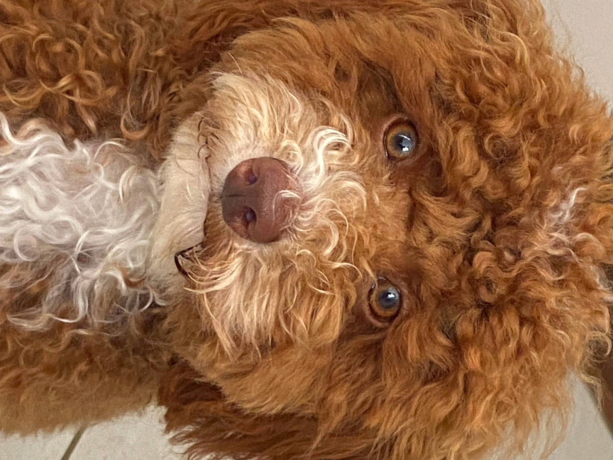 Joey joined the competition — help win amazing prizes! brown, canidae, carnivore, companion_dog, dog, dog_breed, dog_collar, ear, fawn, fur, labradoodle, liver, non_sporting_group, poodle, snout, sporting_group, terrier, toy_dog, water_dog, working_animal