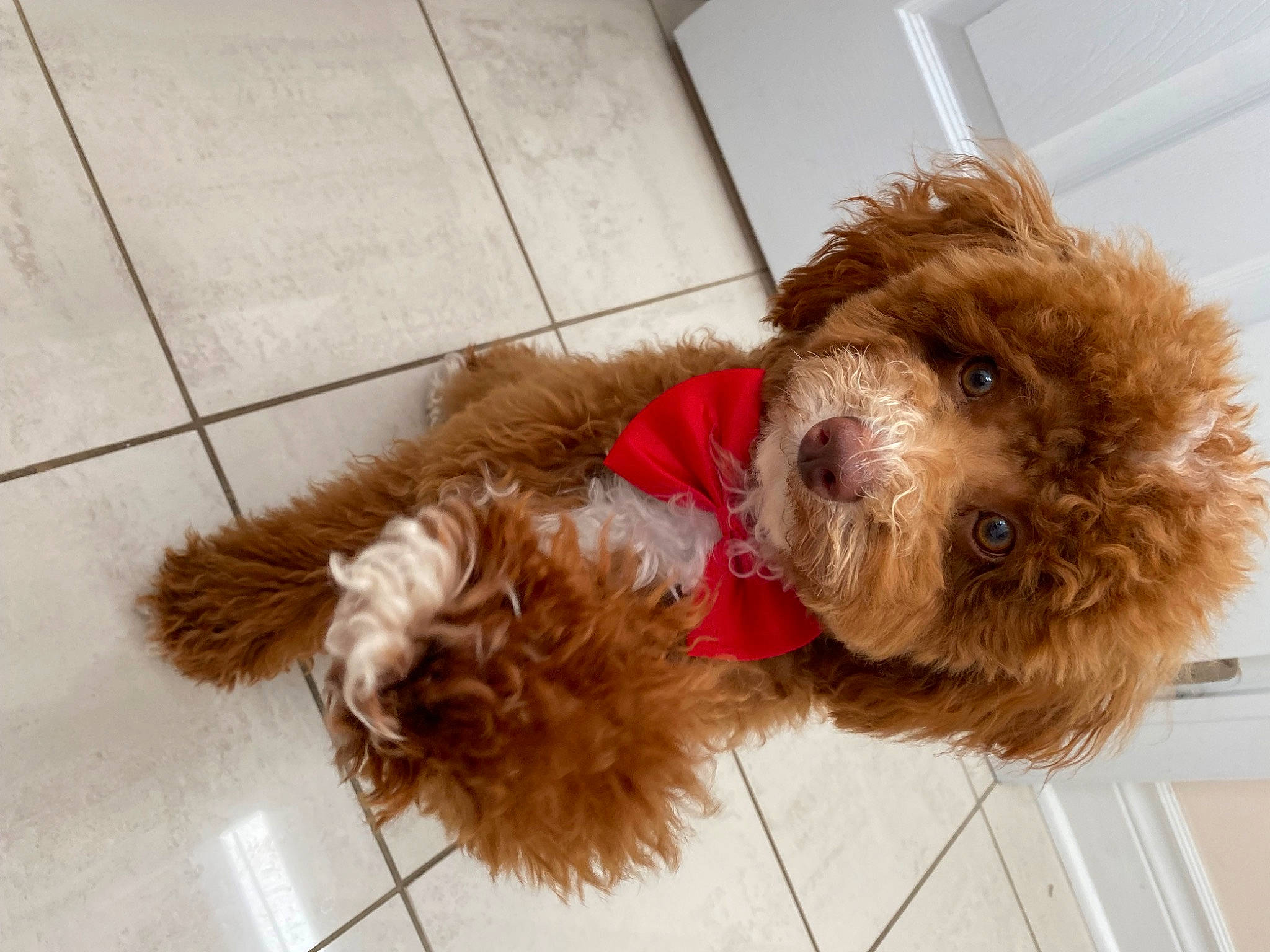 Joey is registered to the contest to win money with this photo: carnivore, companion_dog, dog, dog_breed, dog_collar, dog_supply, fawn, flooring, fur, labradoodle, liver, pet_supply, small_terrier, sporting_group, terrier, toy, toy_dog, water_dog, working_animal, yorkipoo