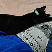 Cricket is registered to the contest to win money with this photo: black_cat, cat, sleeping, collar, smiley_face, pink_blanket, patterned_leggings, blue_shirt, paw, resting, cozy, indoor, feline, cute, pet, relaxing, soft_texture, animal, domestic_cat, nap