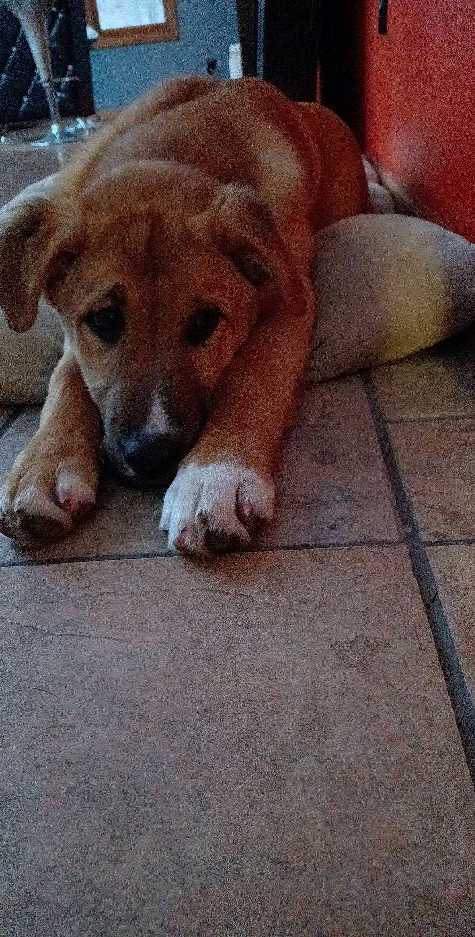 Bernie is registered to the contest to win money with this photo: bored, carnivore, comfort, companion_dog, dog, flooring, hardwood, hunting_dog, liver, paw, puppy, tail, terrestrial_animal, wood, working_animal