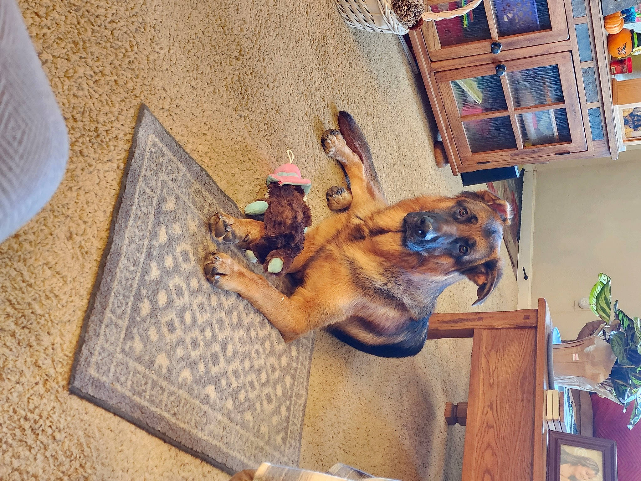 Oakley is registered to the contest to win money with this photo: art, building, canidae, carnivore, companion_dog, dog, dog_breed, facade, fawn, flooring, fun, house, plant, room, snout, sporting_group, visual_arts, window, wood, working_animal