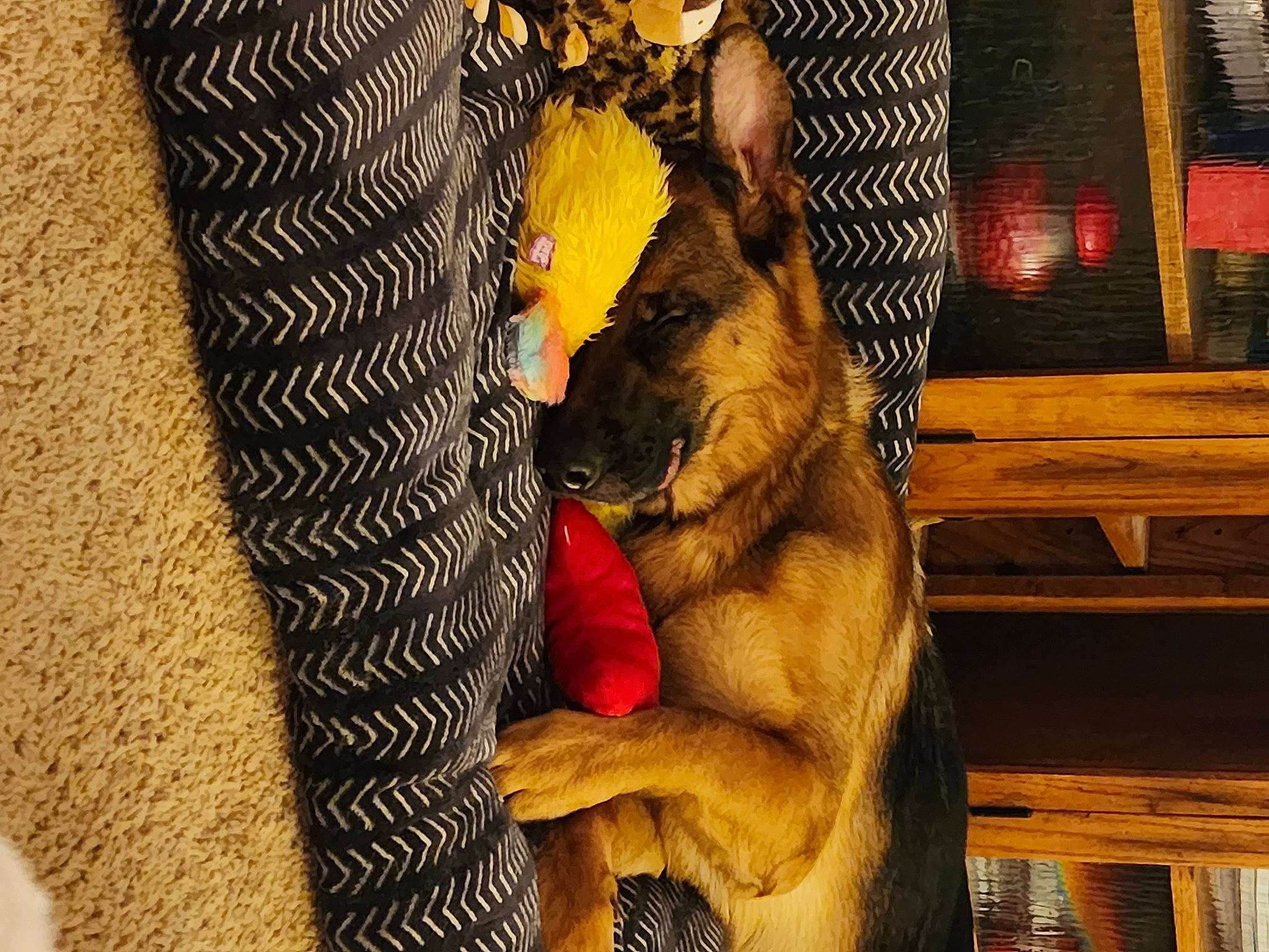 Oakley joined the competition — help win amazing prizes! art, canidae, carnivore, companion_dog, dog, dog_breed, fawn, felidae, fur, gesture, happy, human_leg, love, paw, plant, sporting_group, tail, tree, whiskers, wood