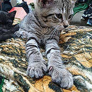 Princess joined the competition — help win amazing prizes! animal, blanket, cat, closeup, couch, cozy, cute, feline, fur, household, indoor, kitten, paw, pet, relaxed, resting, sleeping, striped, whiskers, young