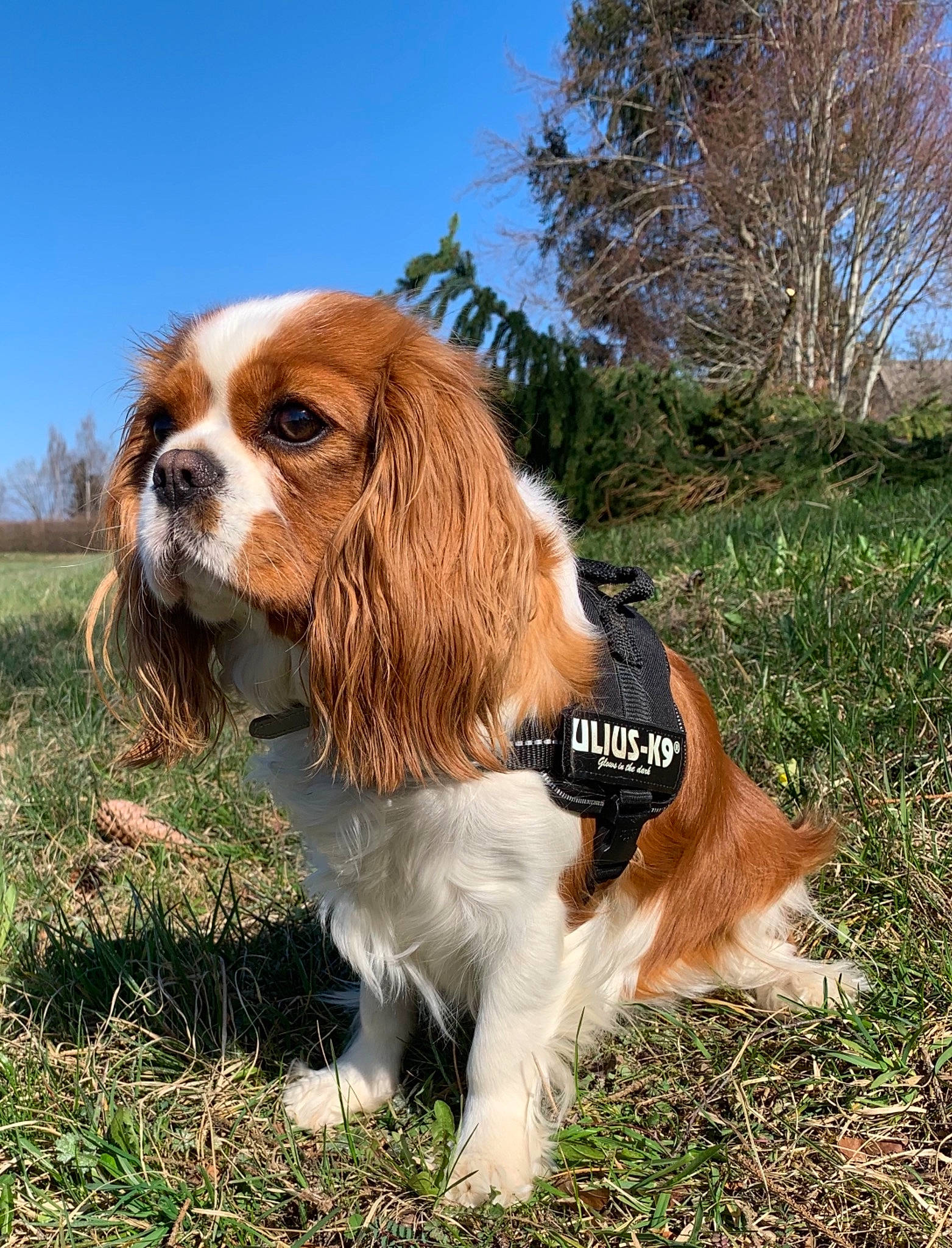 Only De La Fouillotte participe au concours pour gagner de l'argent avec cette photo : canidae, carnivore, cavalier, cavalier_king_charles_spaniel, cocker_spaniel, companion_dog, dog, dog_breed, grass, king_charles_spaniel, mammal, rare_breed_dog, russian_spaniel, snout, spaniel, sporting_group, toy_dog, vertebrate