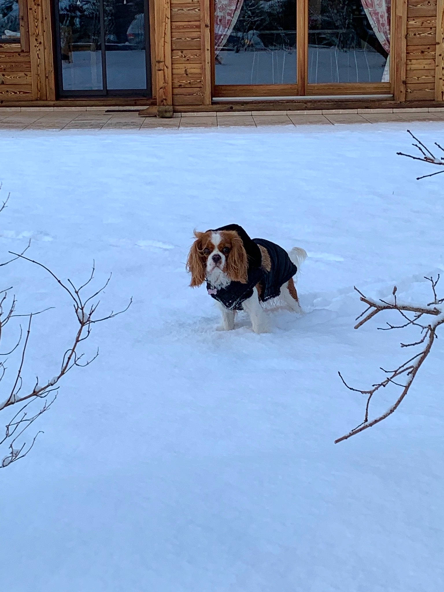 Only De La Fouillotte participe au concours pour gagner de l'argent avec cette photo : basset_artesien_normand, basset_hound, beagle, canidae, carnivore, dog, dog_breed, drever, estonian_hound, finnish_hound, freezing, home, hound, hunting_dog, snow, sporting_group, winter