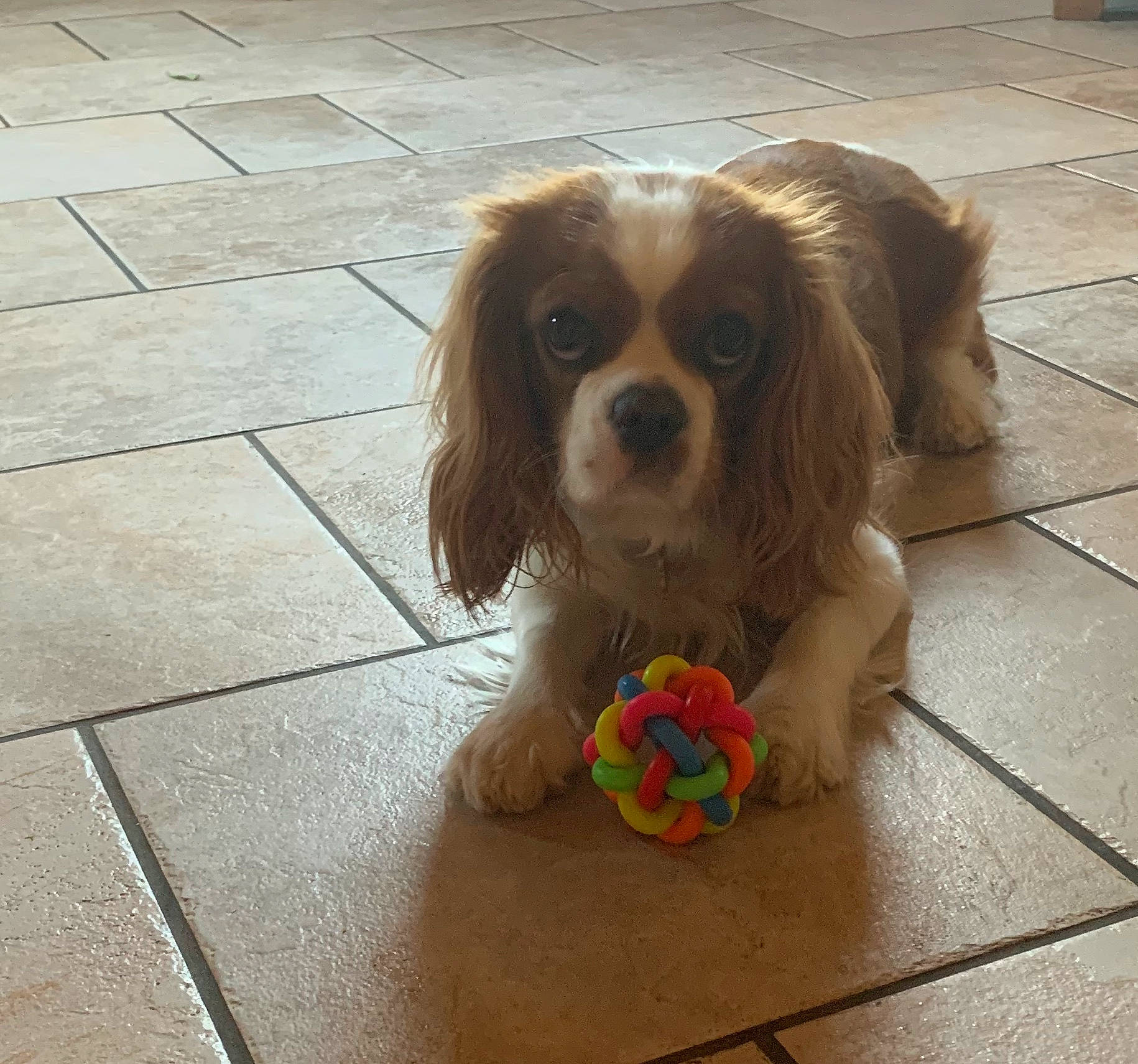 Only De La Fouillotte participe au concours pour gagner de l'argent avec cette photo : canidae, carnivore, cavalier, cavalier_king_charles_spaniel, companion_dog, dog, dog_breed, fawn, king_charles_spaniel, liver, mammal, phalene, rare_breed_dog, russian_spaniel, snout, spaniel, sporting_group, toy_dog, vertebrate