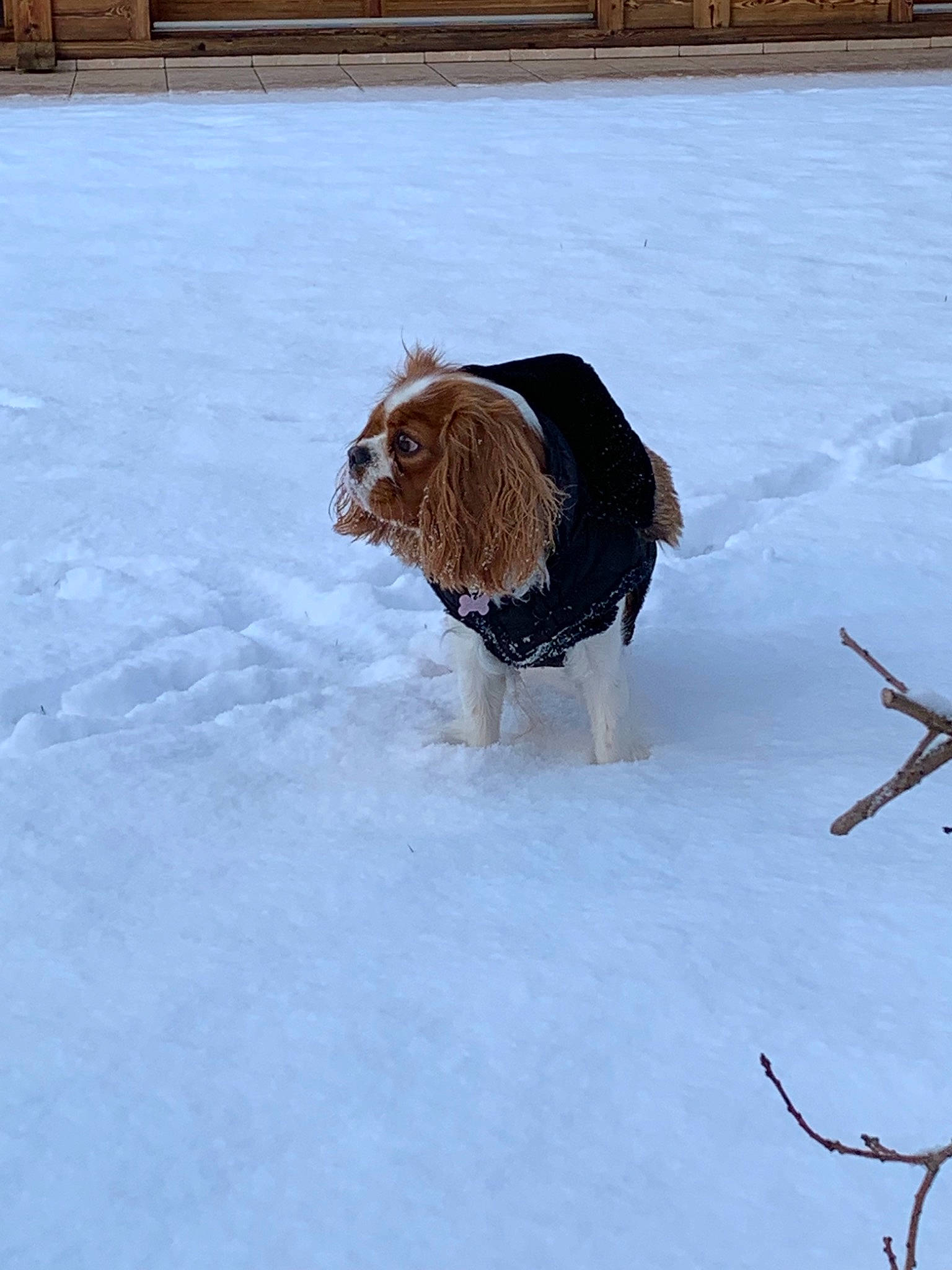 Only De La Fouillotte participe au concours pour gagner de l'argent avec cette photo : canidae, carnivore, dog, dog_breed, fur, ice, snow, sporting_group, tail, winter