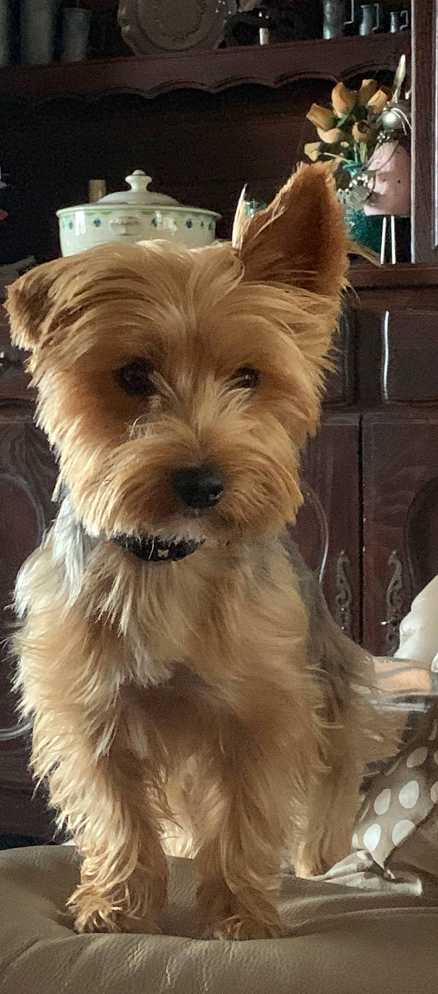 Nouky participe au concours pour gagner de l'argent avec cette photo : australian_silky_terrier, australian_terrier, biewer_terrier, cairn_terrier, canidae, carnivore, companion_dog, dog, dog_breed, glen_of_imaal_terrier, mammal, morkie, norwich_terrier, rare_breed_dog, small_terrier, snout, terrier, vertebrate, west_highland_white_terrier, yorkshire_terrier