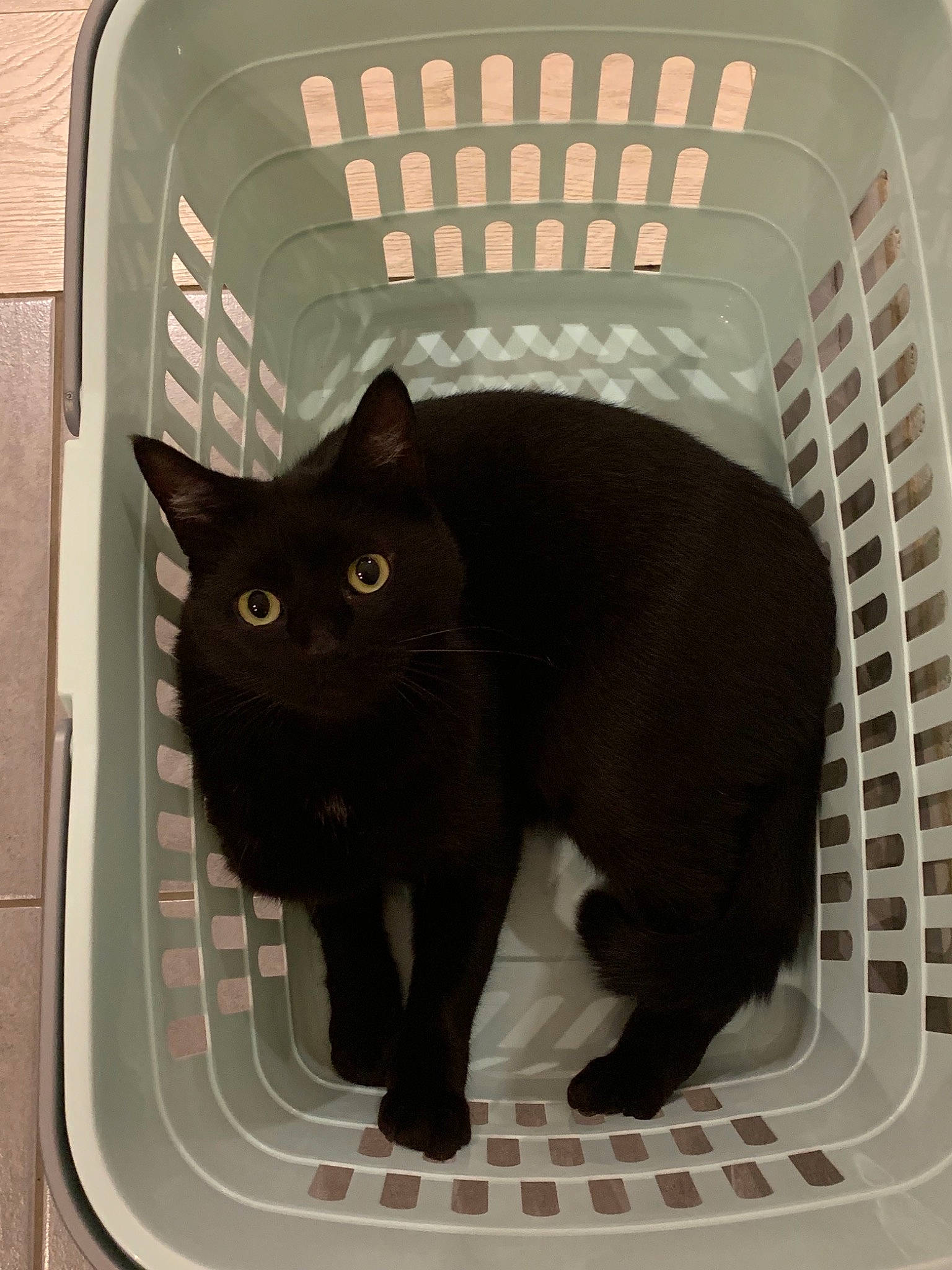 Blacky participe au concours pour gagner de l'argent avec cette photo : black, black_cat, bombay, burmese, carnivore, cat, domestic_short_haired_cat, felidae, korat, small_to_medium_sized_cats, whiskers