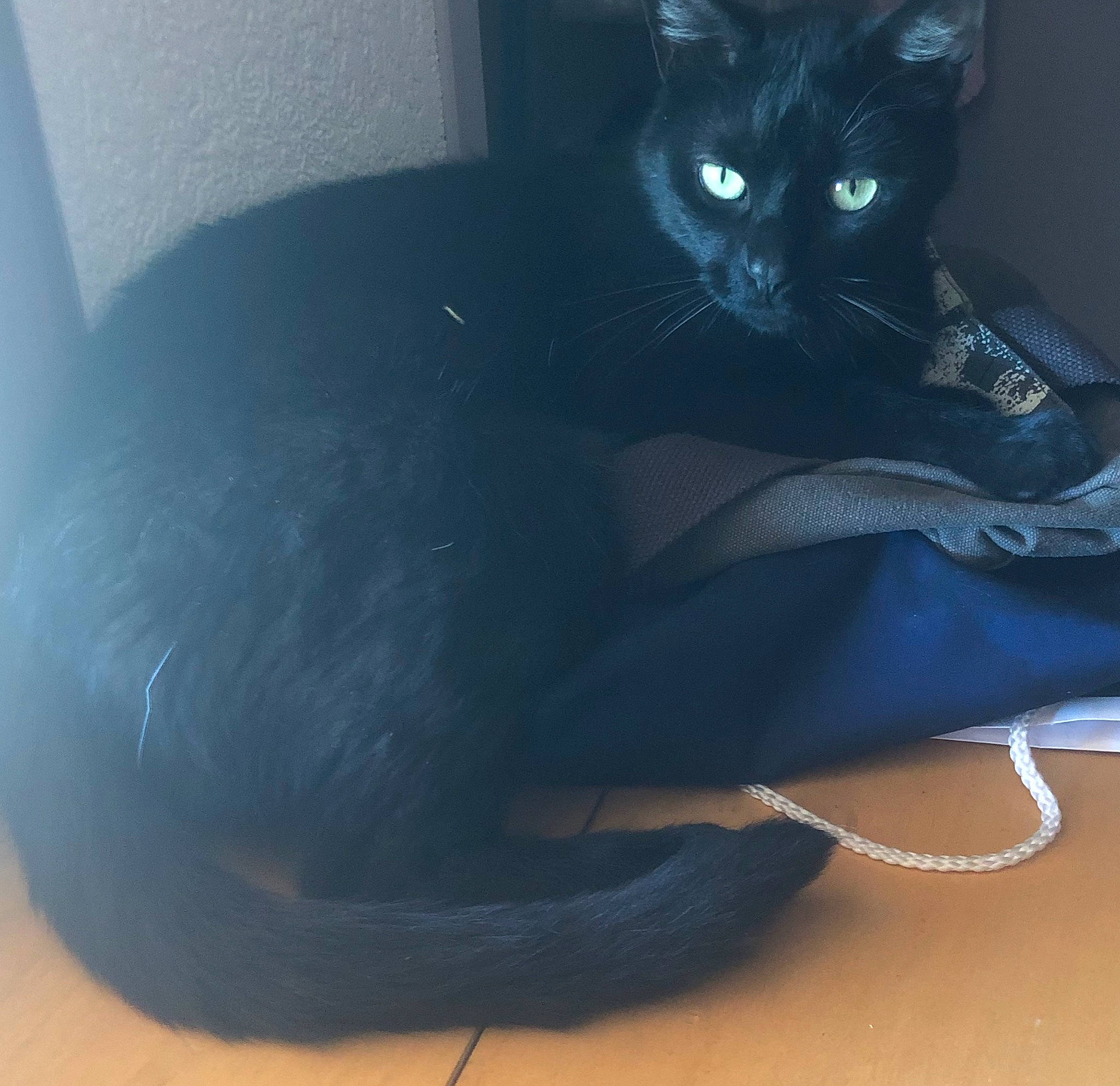 Blacky a rejoint le concours — aidez-le/la à gagner de superbes lots ! asian, black, black_cat, bombay, burmese, carnivore, cat, domestic_short_haired_cat, ear, felidae, korat, polydactyl_cat, russian_blue, small_to_medium_sized_cats, snout, tail, whiskers