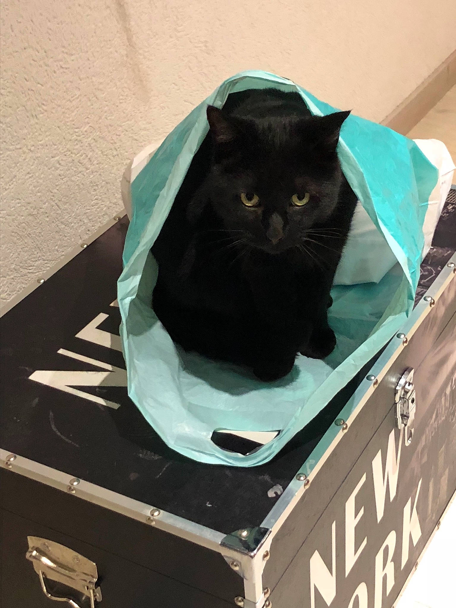 Blacky participe au concours pour gagner de l'argent avec cette photo : black, black_cat, carnivore, cat, felidae, small_to_medium_sized_cats, whiskers