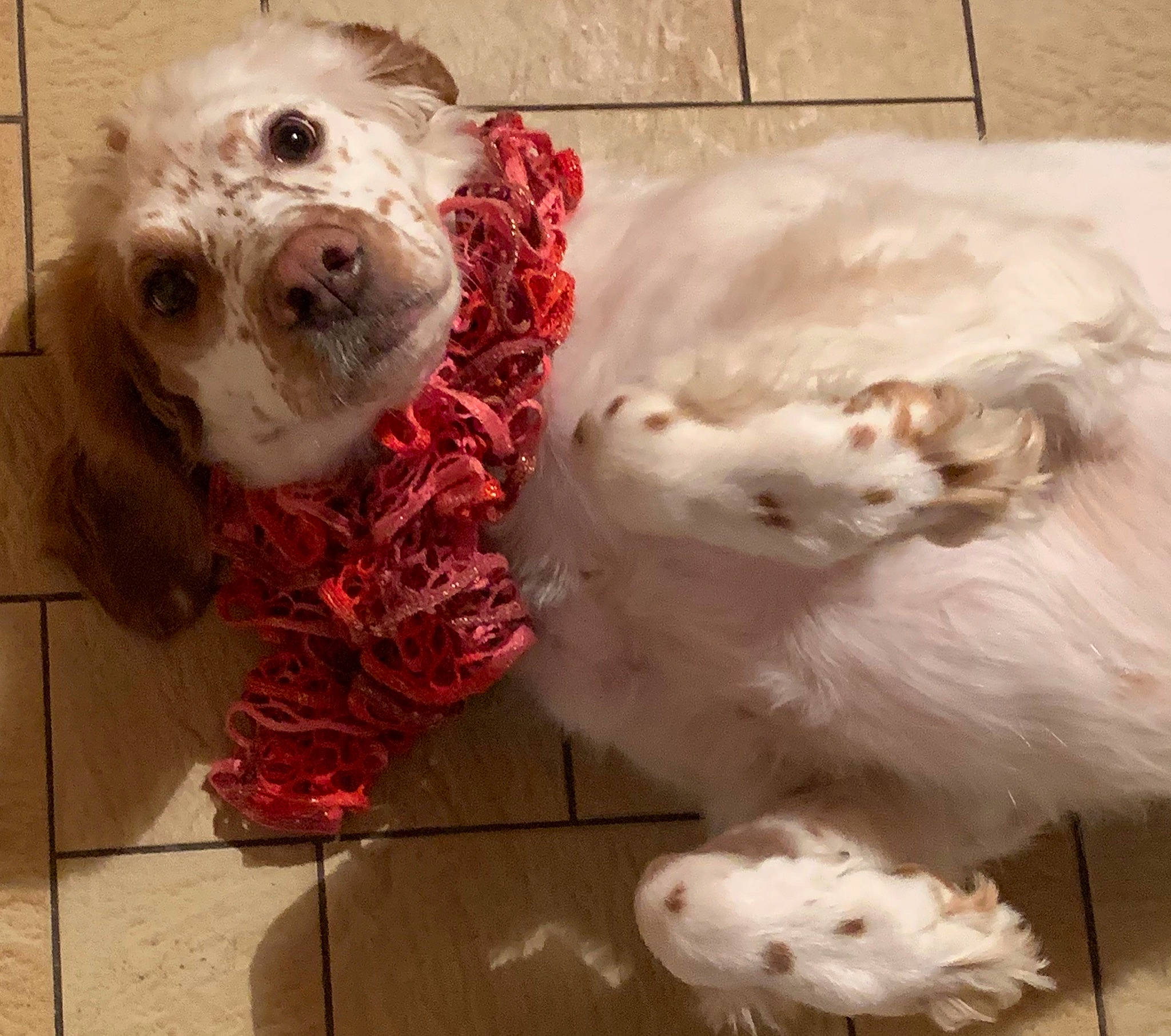 Cannelle a rejoint le concours — aidez-le/la à gagner de superbes lots ! american_cocker_spaniel, bolonka, canidae, carnivore, clumber_spaniel, cockapoo, companion_dog, dog, dog_breed, havanese, maltepoo, maltese, mammal, non_sporting_group, poodle_crossbreed, puppy, puppy_love, spaniel, sporting_group, vertebrate