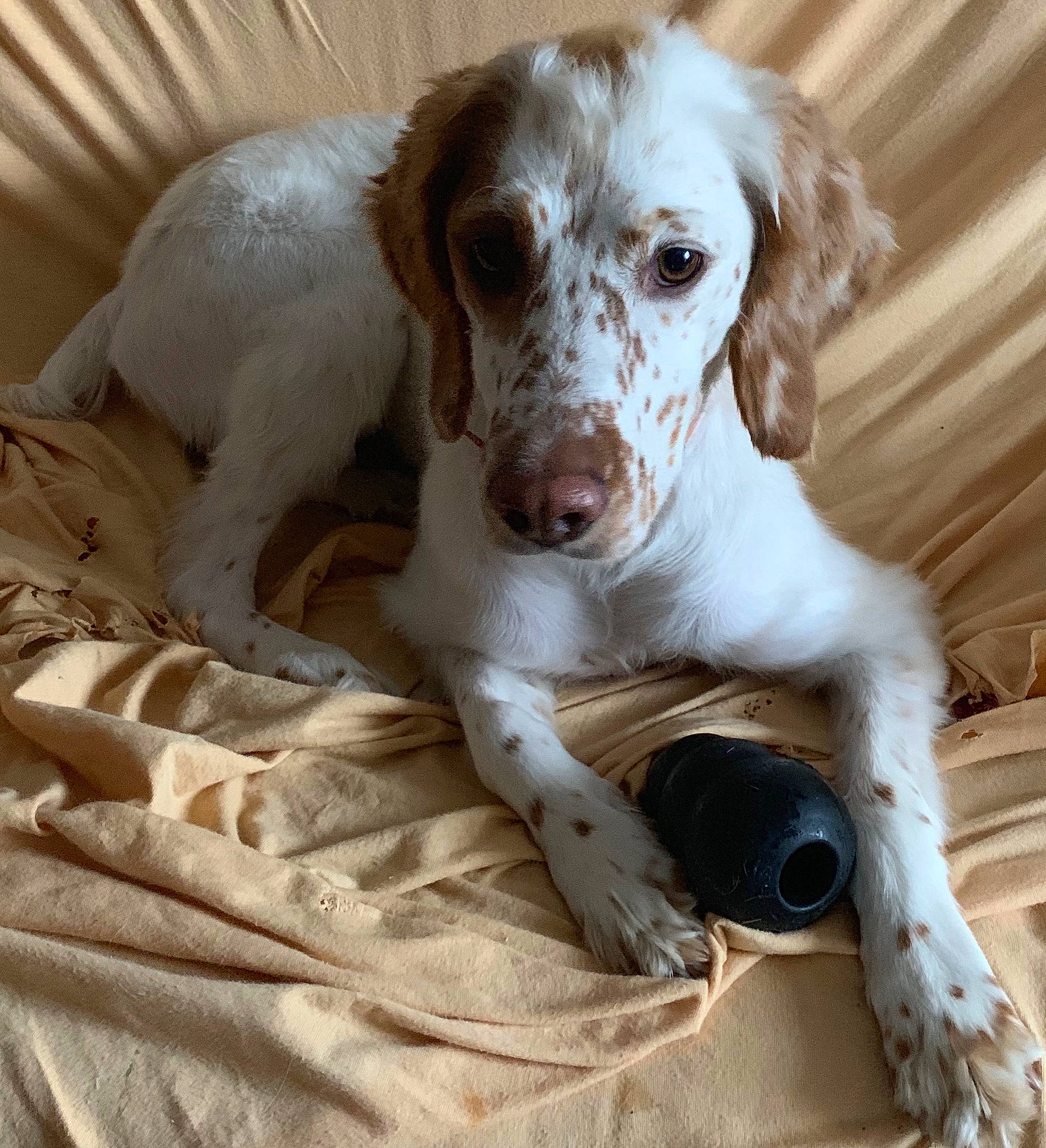 Cannelle a rejoint le concours — aidez-le/la à gagner de superbes lots ! canidae, carnivore, companion_dog, dog, dog_breed, english_setter, french_spaniel, irish_red_and_white_setter, mammal, rare_breed_dog, retriever, russian_spaniel, setter, small_munsterlander, spaniel, sporting_group, vertebrate, welsh_springer_spaniel