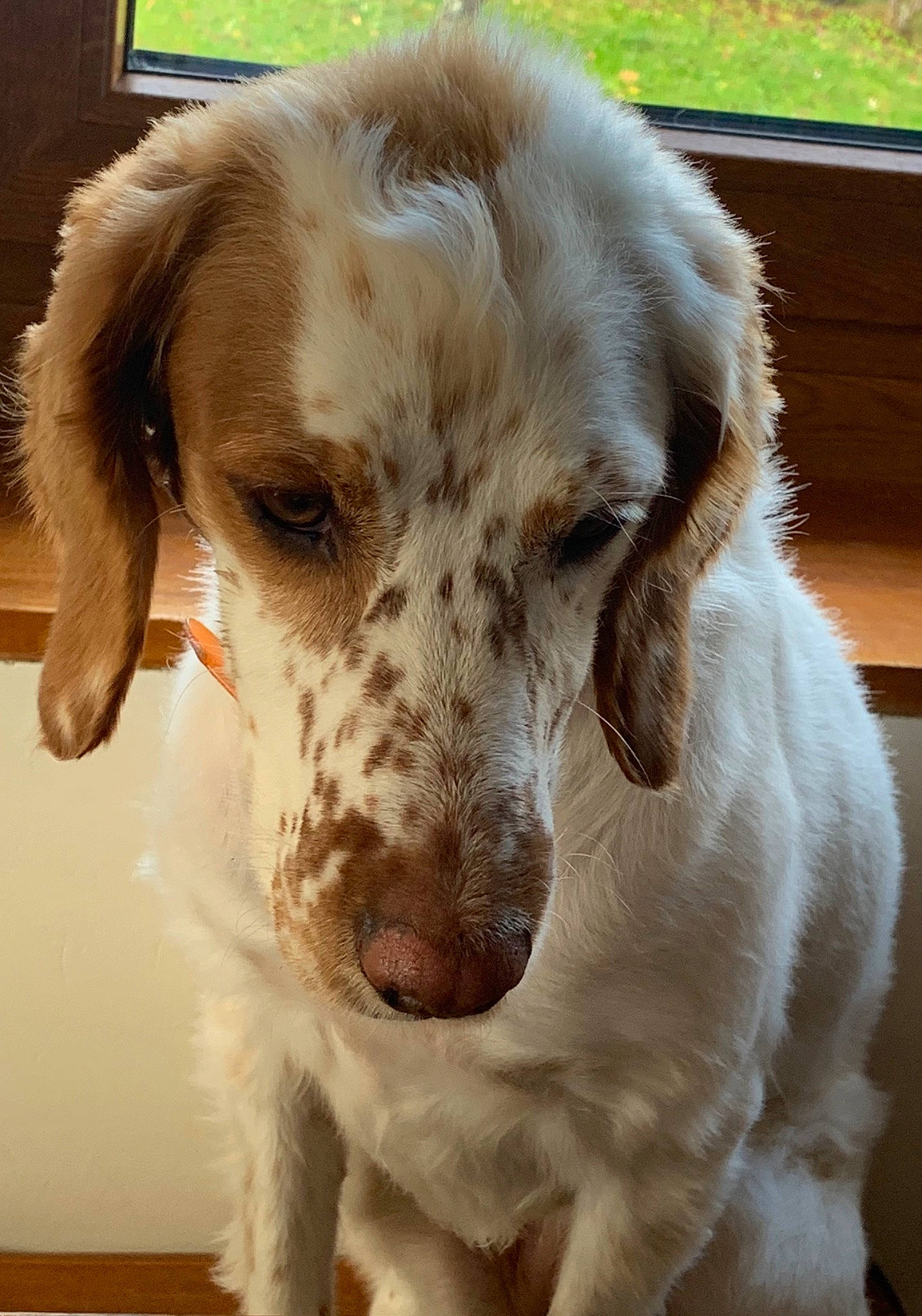 Cannelle participe au concours pour gagner de l'argent avec cette photo : brittany, canidae, carnivore, clumber_spaniel, companion_dog, dog, dog_breed, english_setter, irish_red_and_white_setter, mammal, nose, puppy, rare_breed_dog, retriever, setter, snout, spaniel, sporting_group, vertebrate, welsh_springer_spaniel