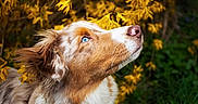 Aspen a rejoint le concours — aidez-le/la à gagner de superbes lots ! animal, background_blur, blue_eyes, brown, canine, close_up, dog, ears, fur, grass, looking_up, nature, outdoor, pet, portrait, snout, spring, whiskers, white, yellow_flowers