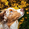 Aspen a rejoint le concours — aidez-le/la à gagner de superbes lots ! dog, blue_eyes, close_up, yellow_flowers, outdoor, nature, pet, fur, animal, portrait, grass, spring, canine, looking_up, background_blur, brown, white, ears, snout, whiskers
