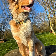 Aspen a rejoint le concours — aidez-le/la à gagner de superbes lots ! dog, outdoor, park, sunlight, blue_sky, trees, grass, collar, sitting, fur, pet, canine, nature, daytime, animal, happy, portrait, bench, nose, ears