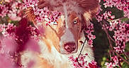 Aspen participe au concours pour gagner de l'argent avec cette photo : dog, flower, blossom, pink_flower, close_up, portrait, outdoor, nature, spring, animal, canine, fluffy, blue_eyes, fur, branch, pet, cute, garden, soft_light, bokeh