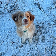 Aspen a rejoint le concours — aidez-le/la à gagner de superbes lots ! adorable, animal, blue_eye, brown_eye, cold, collar, cute, dog, fluffy, fur, grass, looking_up, nature, outdoor, pet, playful, puppy, snow, winter, young_dog