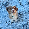 adorable, animal, blue_eye, brown_eye, cold, collar, cute, dog, fluffy, fur, grass, looking_up, nature, outdoor, pet, playful, puppy, snow, winter, young_dog