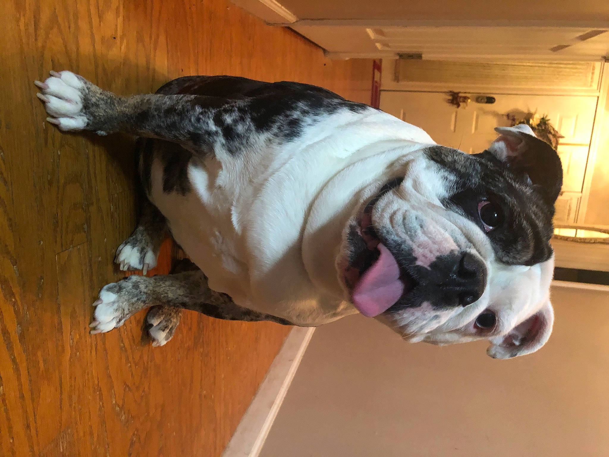 Melody is registered to the contest to win money with this photo: bulldog, canidae, carnivore, collar, companion_dog, dog, dog_breed, dog_collar, eye, fawn, floor, flooring, hardwood, leash, pet_supply, whiskers, wood, working_animal, working_dog, wrinkle