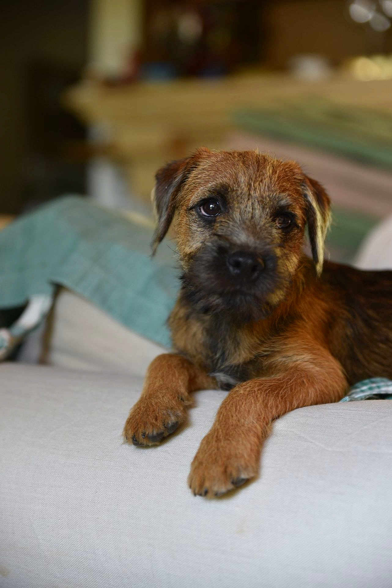 Archie