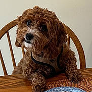 Coco joined the competition — help win amazing prizes! animal, brown_dog, chair, curly_fur, cute, dining, dog, dog_food, domestic_animal, expression, fur, harness, indoor, looking_up, paper_plate, paw, pet, table, waiting, wooden_table