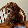 animal, brown_dog, chair, curly_fur, cute, dining, dog, dog_food, domestic_animal, expression, fur, harness, indoor, looking_up, paper_plate, paw, pet, table, waiting, wooden_table
